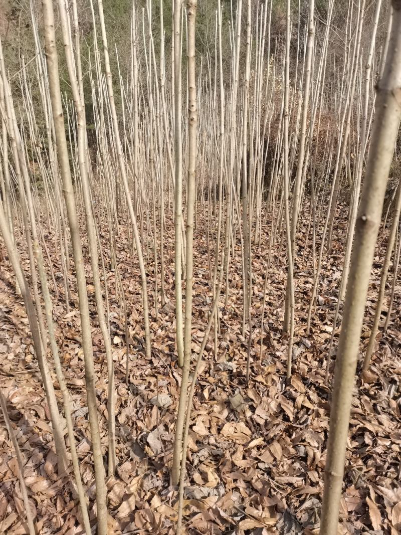 陕西七叶树1-10公分农户自产苗木，产地直销，