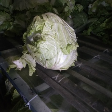 冷库秦白2号大白菜上市