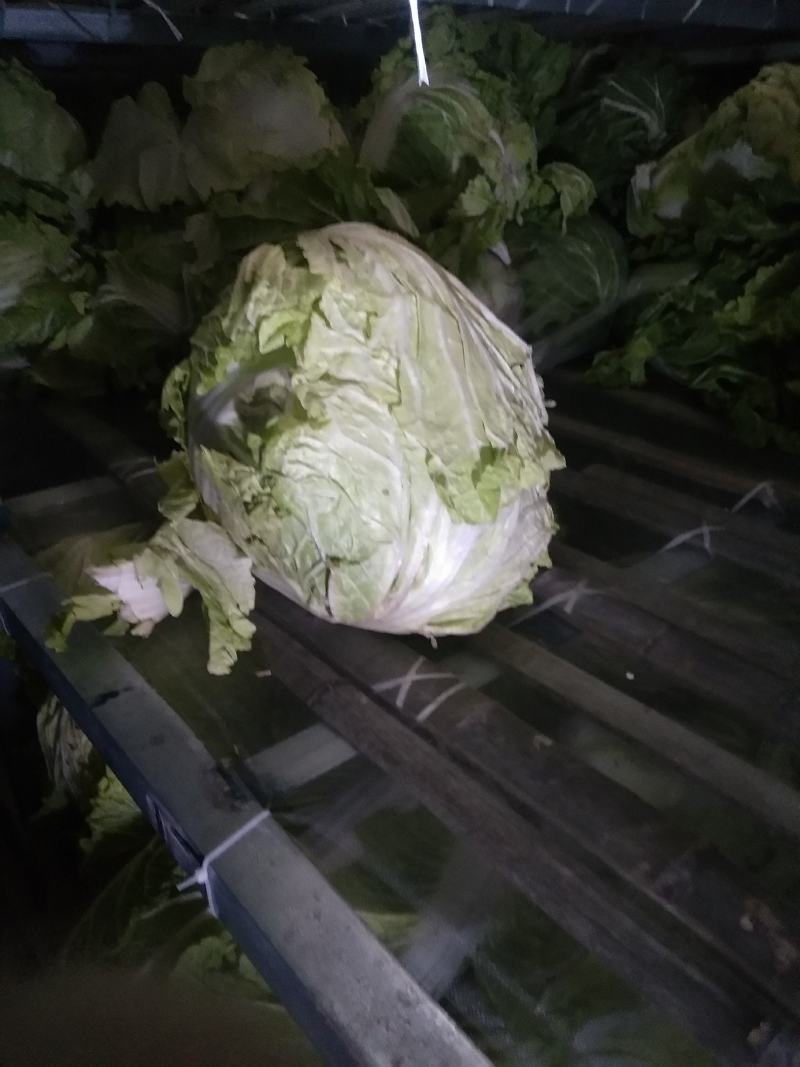 冷库秦白2号大白菜上市