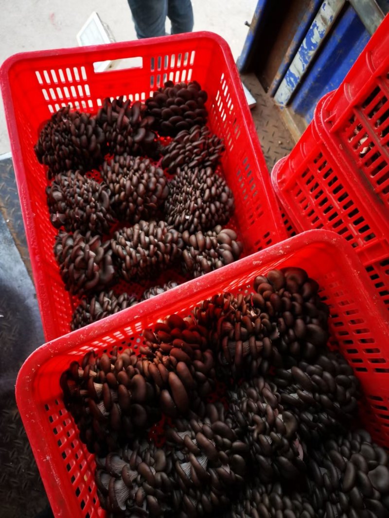 小黑平菇，水不大，还好吃