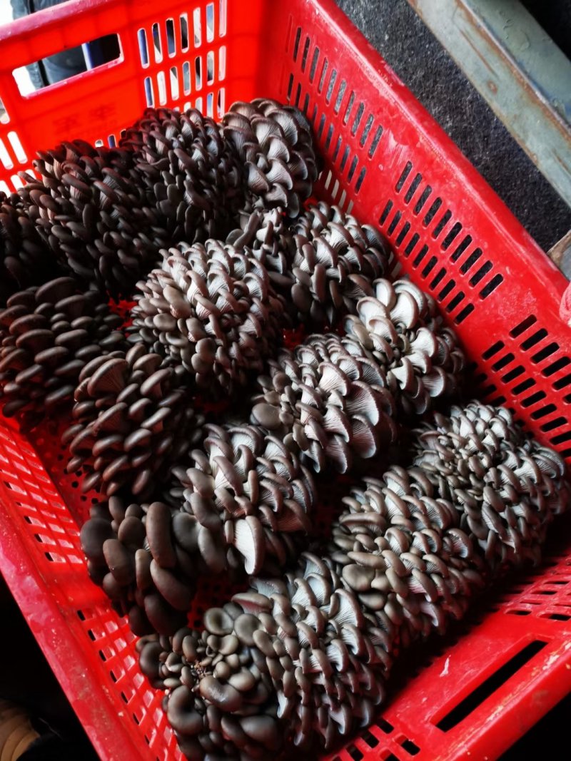 小黑平菇，水不大，还好吃