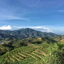 年礼潮州凤凰单丛茶