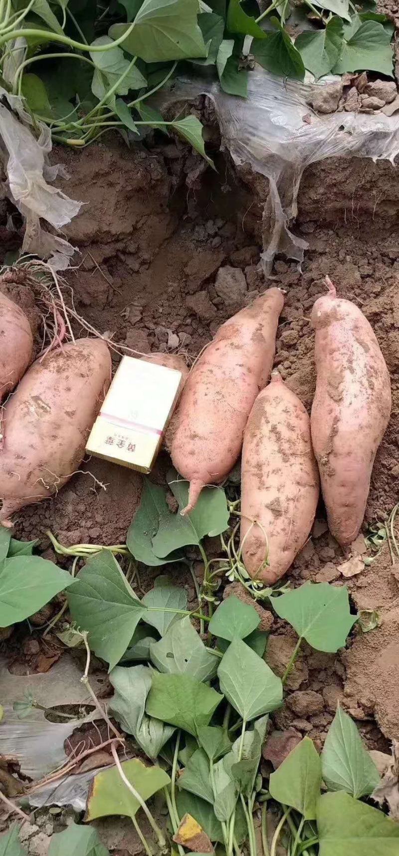 【精品龙薯】红薯龙薯九号产地直供对接电商商超
