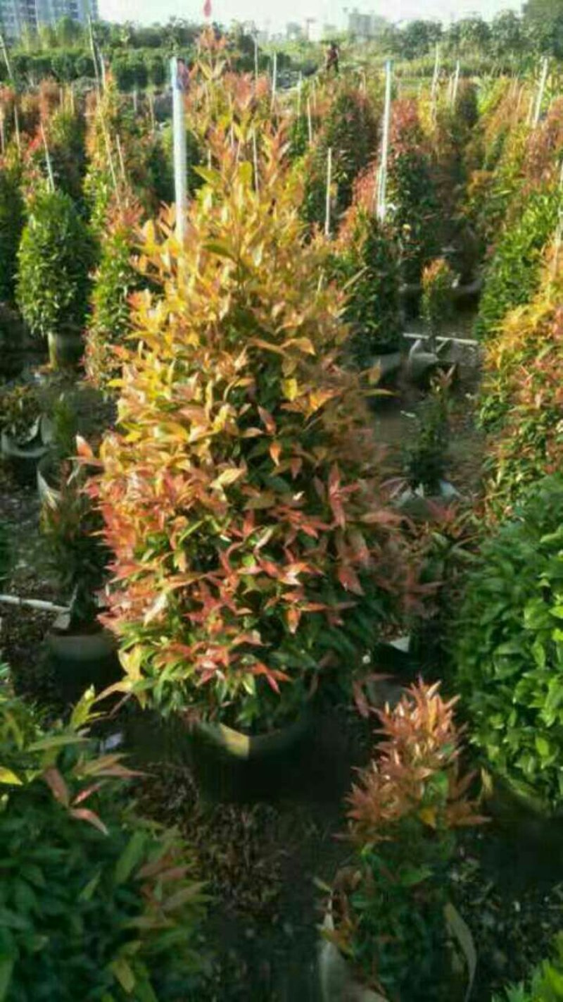 一手货源，基地直供绿化苗木灌木纯红30布袋红车