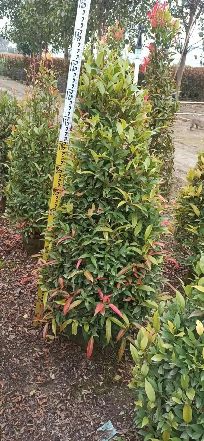 一手货源，基地直供绿化苗木灌木纯红30布袋红车