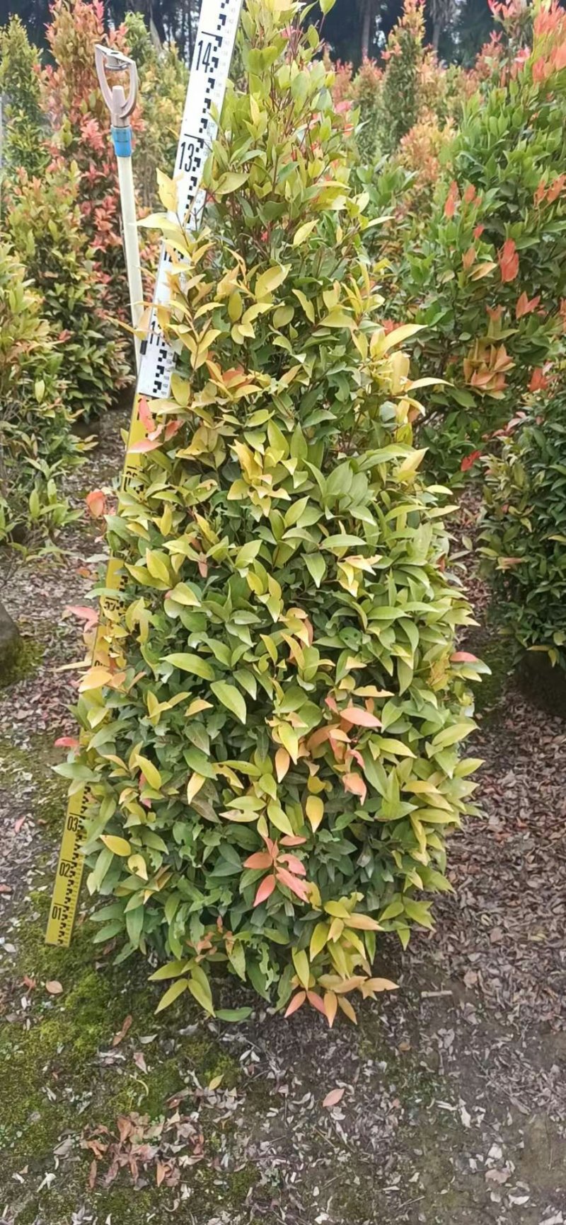 一手货源，基地直供绿化苗木灌木纯红30布袋红车