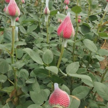 混色玫瑰花苗花卉观花绿植物阳台盆栽大花浓香月季