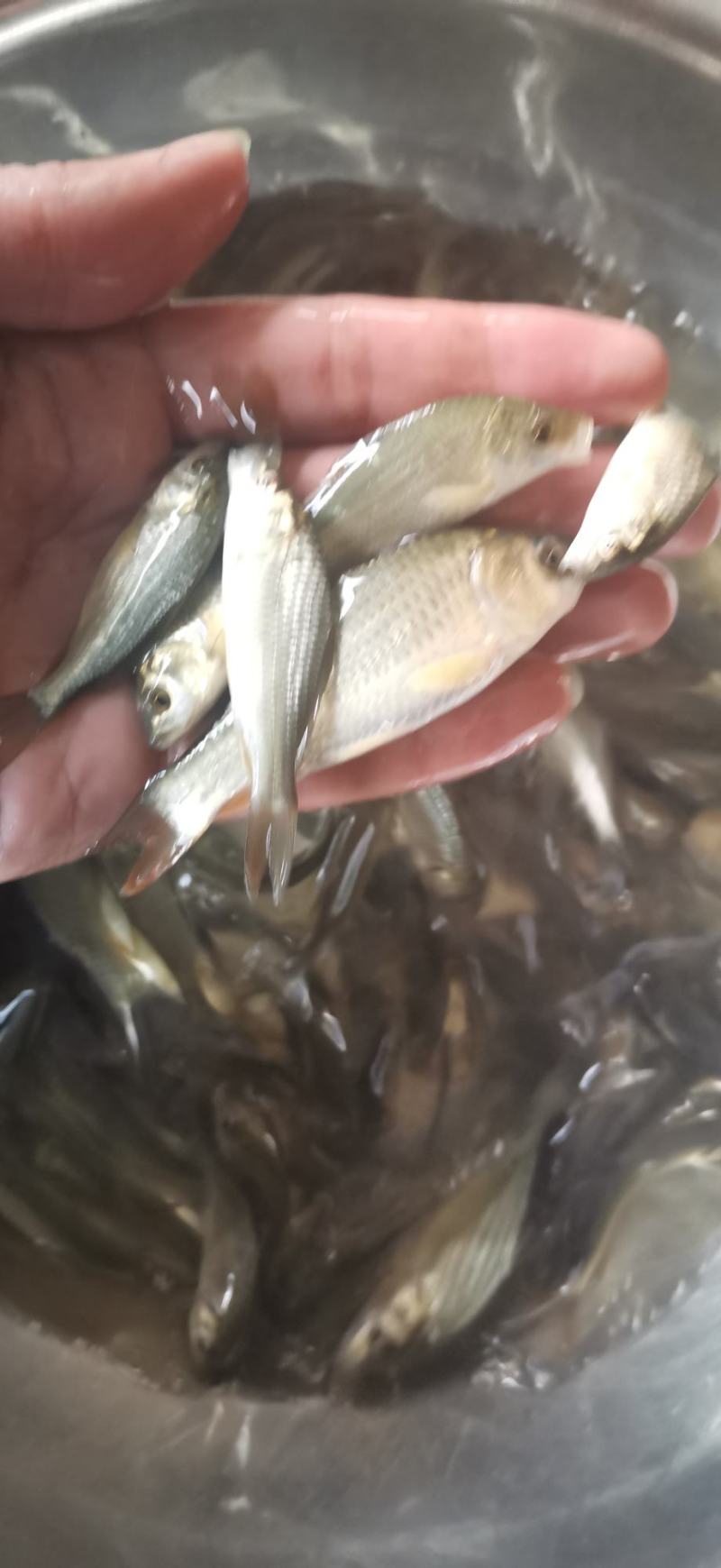 建鲤鱼苗，7F通威鲤鱼苗，量大从优包送到鱼塘，养殖产量高