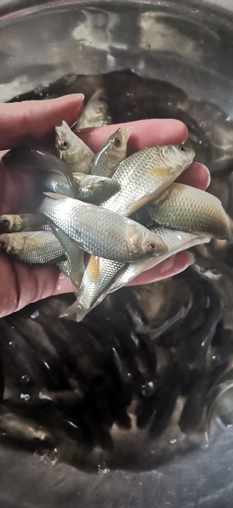 建鲤鱼苗，7F通威鲤鱼苗，量大从优包送到鱼塘，养殖产量高