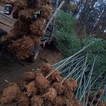 陕西汉中房前屋后钢竹，青竹大量有货1-10公分