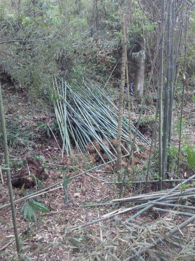 陕西汉中房前屋后钢竹，青竹大量有货1-10公分