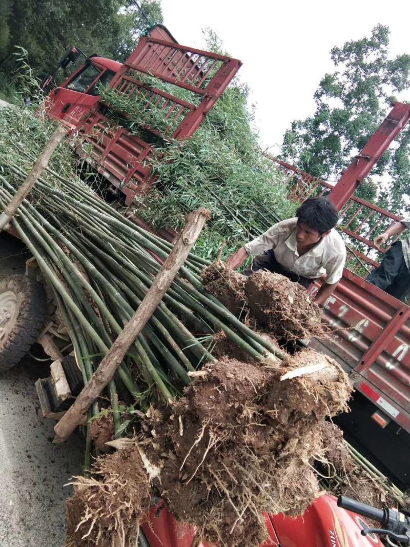 陕西汉中房前屋后钢竹，青竹大量有货1-10公分