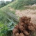 陕西汉中房前屋后钢竹，青竹大量有货1-10公分