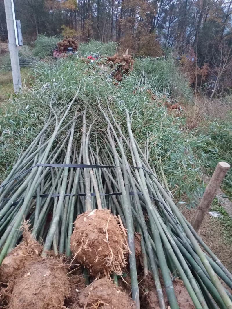 陕西汉中房前屋后钢竹，青竹大量有货1-10公分