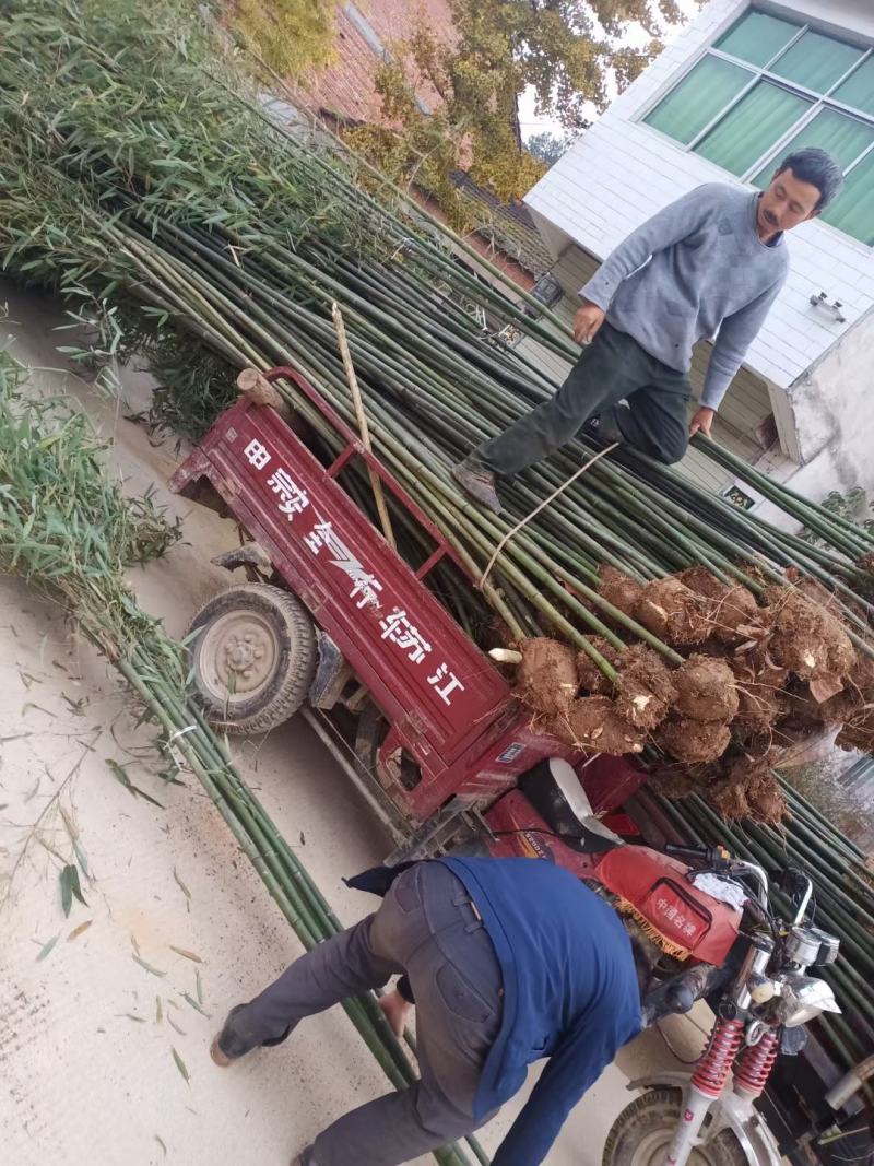 陕西汉中房前屋后钢竹，青竹大量有货1-10公分