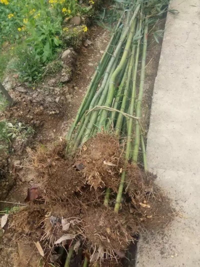陕西汉中房前屋后钢竹，青竹大量有货1-10公分