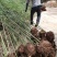 陕西汉中房前屋后钢竹，青竹大量有货1-10公分