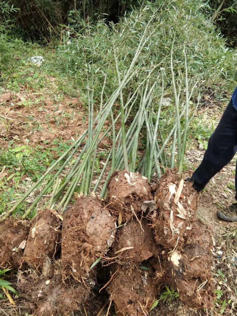 陕西汉中房前屋后钢竹，青竹大量有货1-10公分
