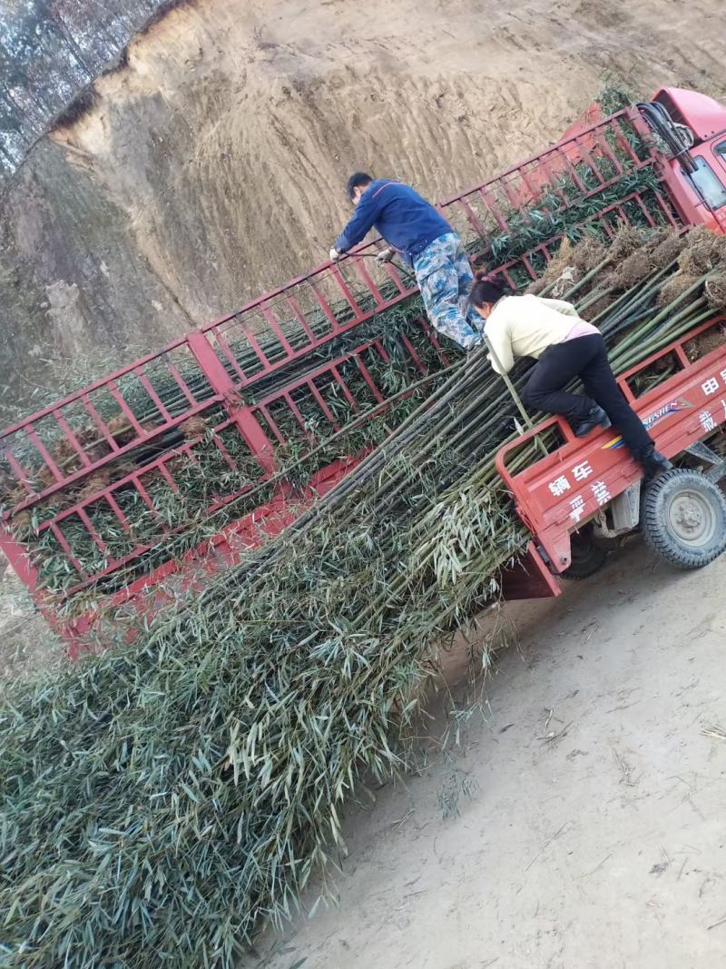 陕西汉中房前屋后钢竹，青竹大量有货1-10公分