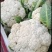 白花菜有机花西兰花大白菜土豆