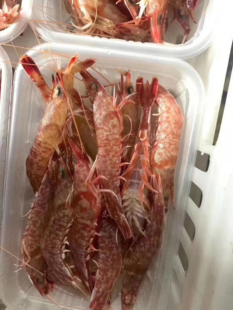 台海樱花虾，活冻品质，15-17条左右，小件试样6盒起