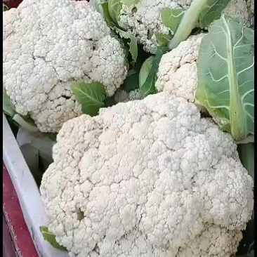 有机花白花菜