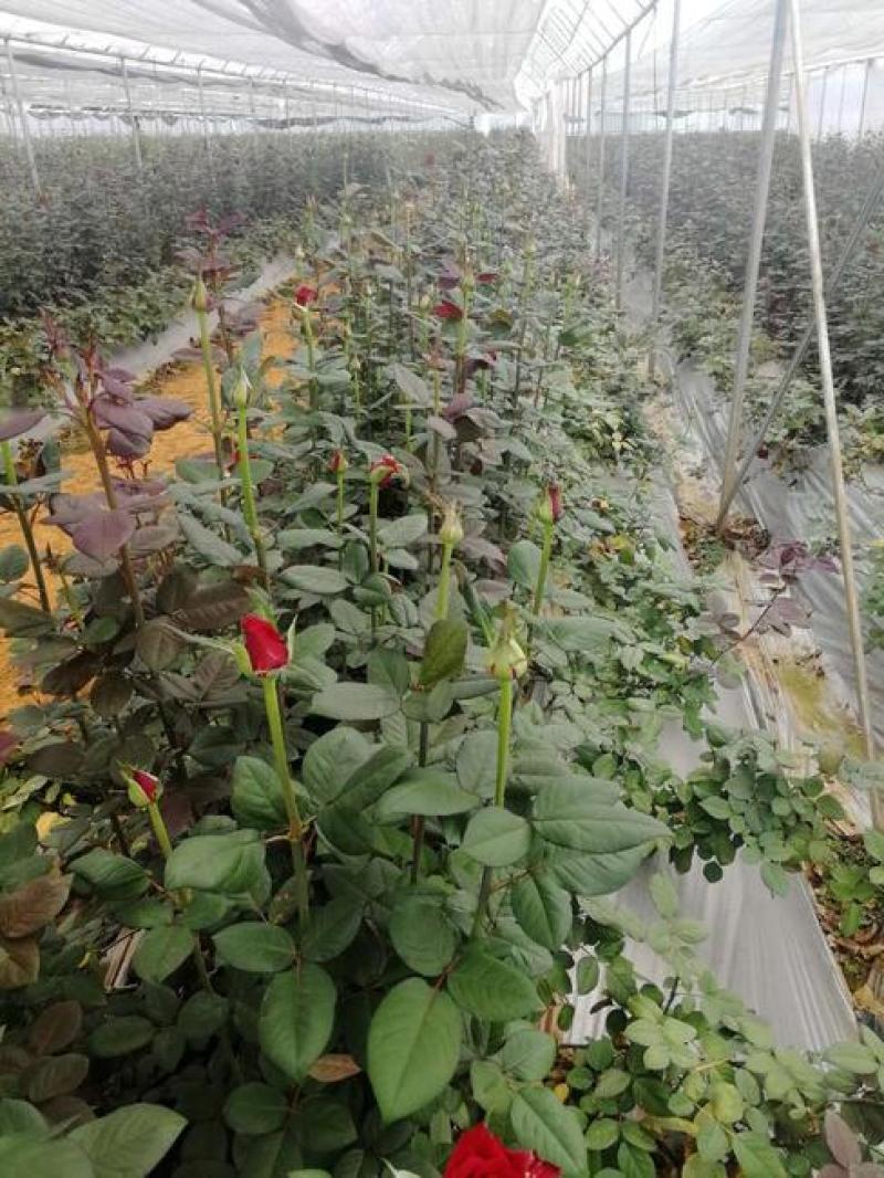 混色月季苗花卉观花绿植物阳台盆栽大花浓香月季