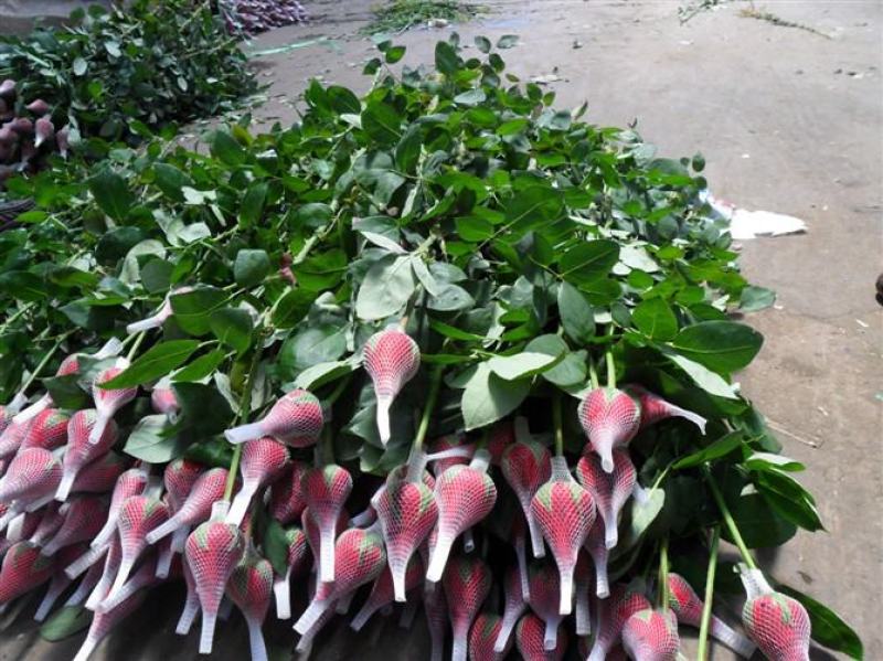 混色月季苗花卉观花绿植物阳台盆栽大花浓香月季