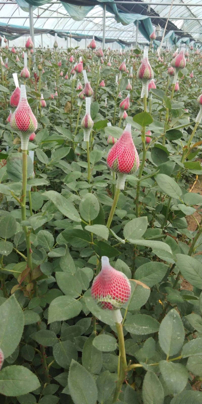 混色月季苗花卉观花绿植物阳台盆栽大花浓香月季