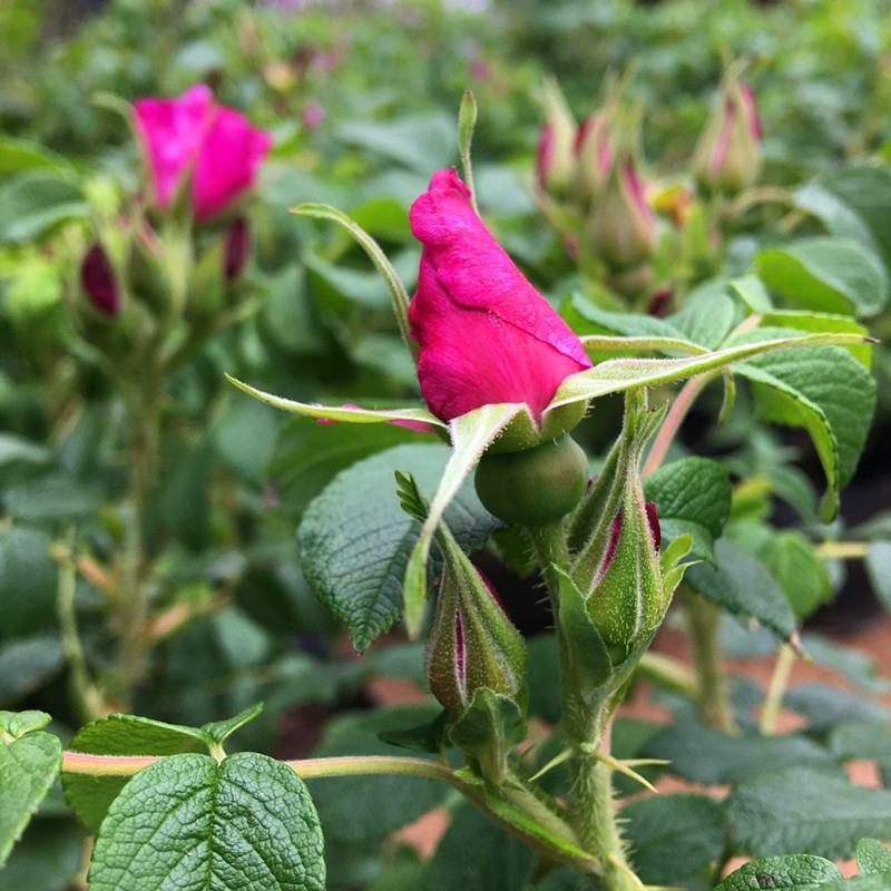 混色月季苗花卉观花绿植物阳台盆栽大花浓香月季