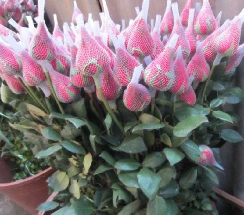 混色月季苗花卉观花绿植物阳台盆栽大花浓香月季