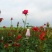 混色月季苗花卉观花绿植物阳台盆栽大花浓香月季