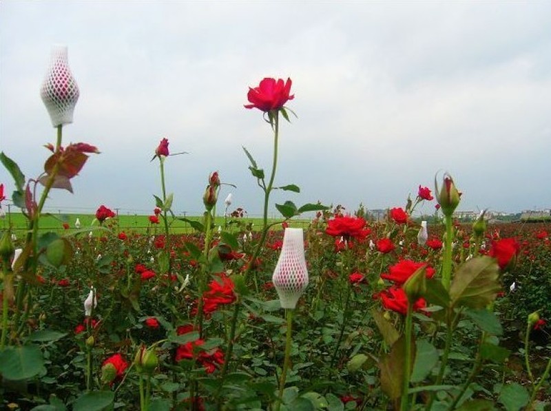 混色月季苗花卉观花绿植物阳台盆栽大花浓香月季