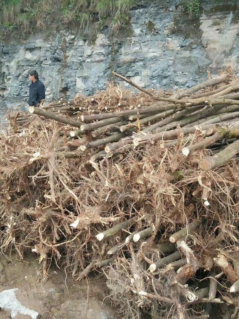 刺槐苗1-2年生量大基地直发，量大从优，