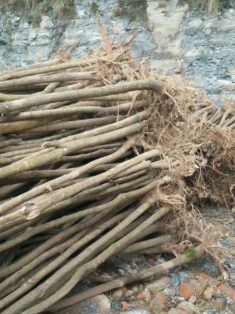 刺槐苗1-2年生量大基地直发，量大从优，