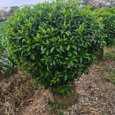 A货非洲茉莉球型，一手货源基地直供