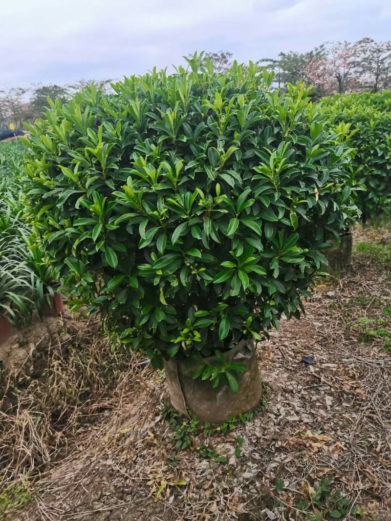 A货非洲茉莉球型，一手货源基地直供