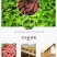 农家纯手工制作红薯粉条宽粉条酸辣粉条火锅粉