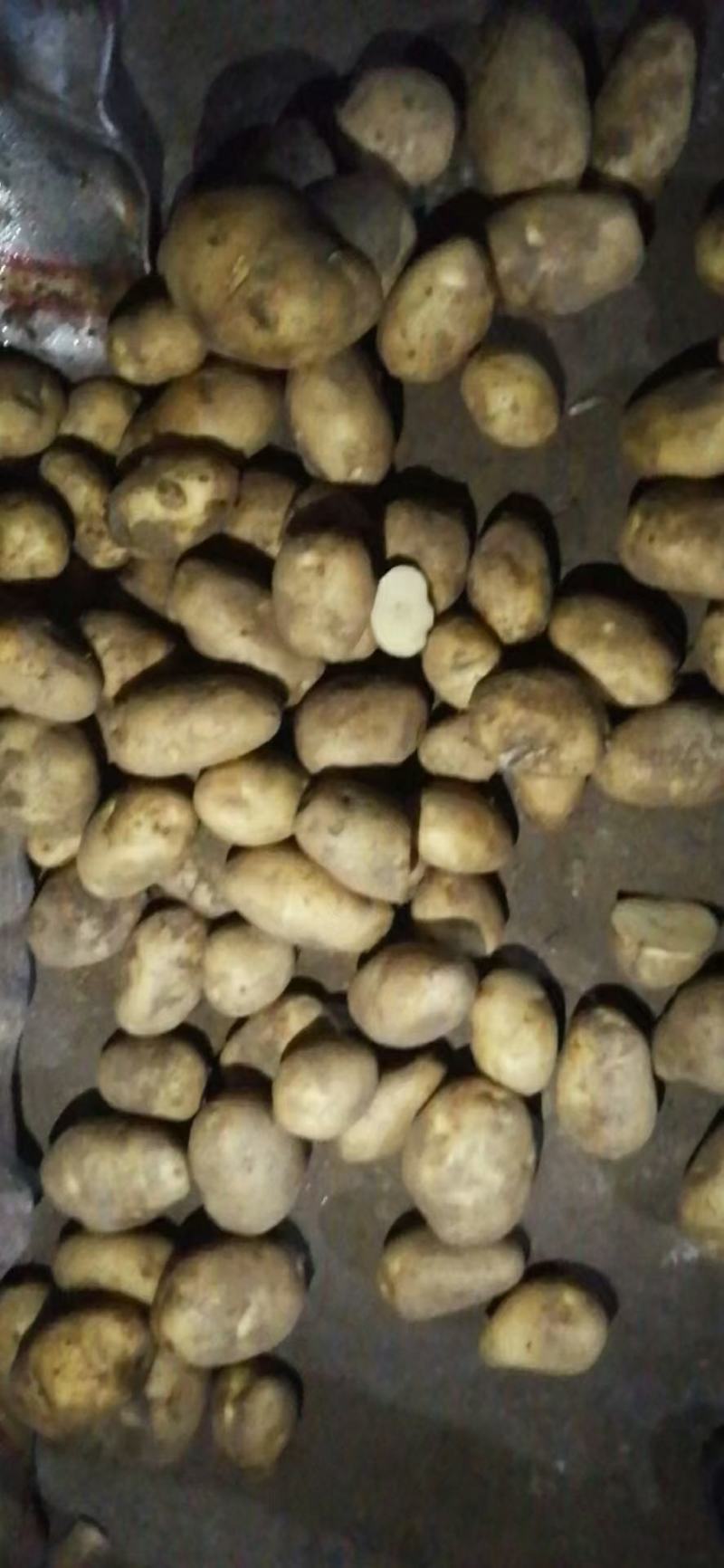 土豆荷兰十五土豆批发基地，一手货源