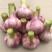 新鲜紫皮大蒜，支持社区团市场，电商代发鲜大蒜，欢迎联系