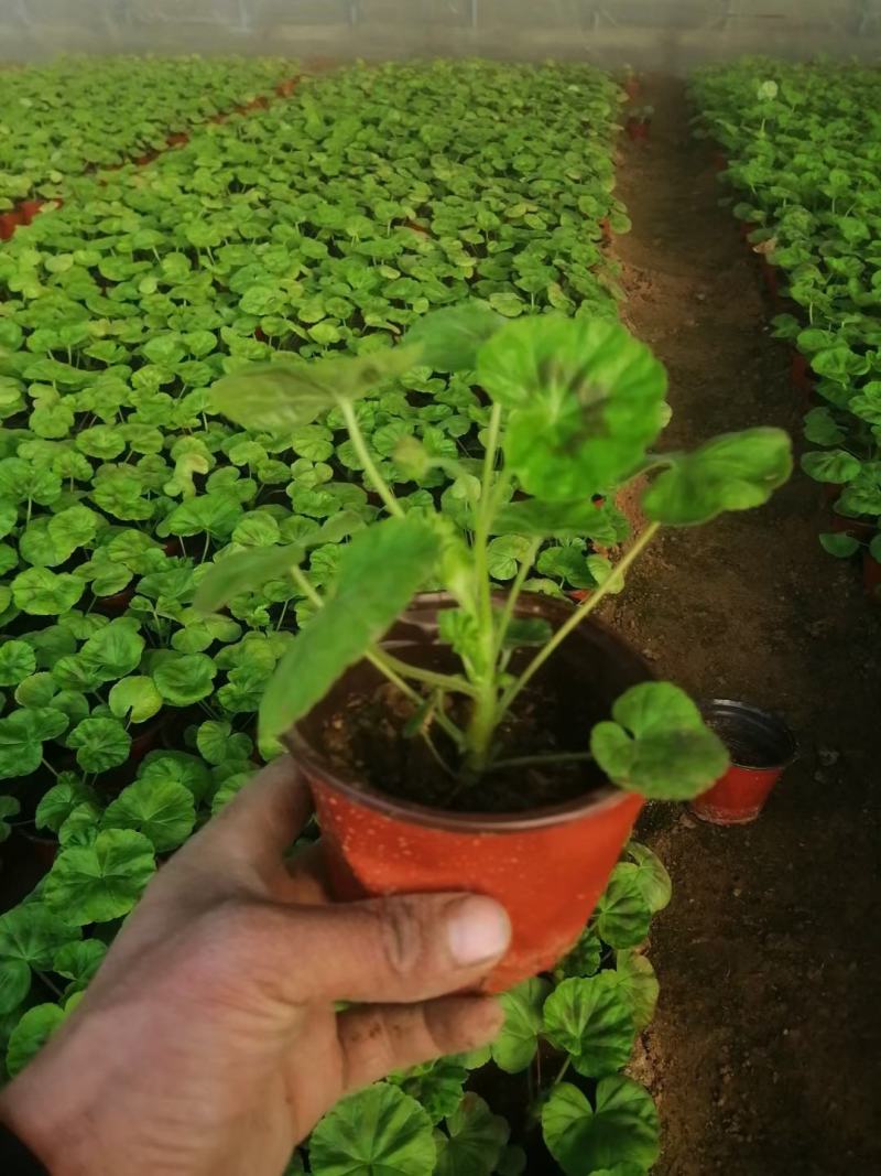 天竺葵宿根类花卉苗木基地直发