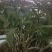 龙门米斛基地直贡林下生态种植正宗霍山米斛龙头凤尾品质保证