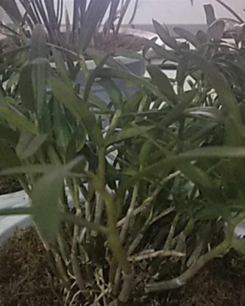 龙门米斛基地直贡林下生态种植正宗霍山米斛龙头凤尾品质保证