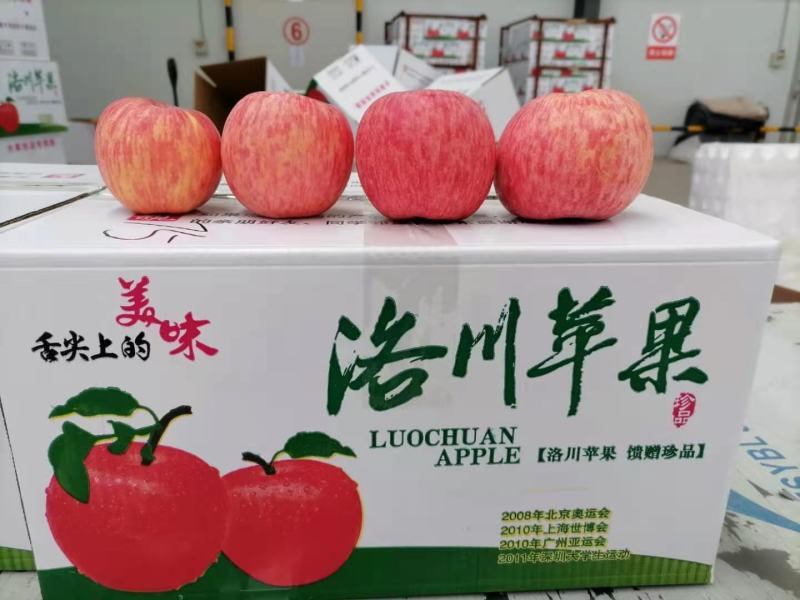 陕西纸袋红富士苹果批发，纸袋红富士苹果基地