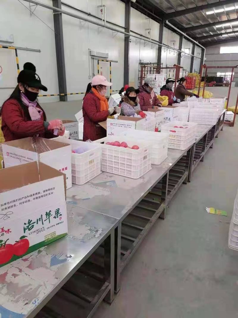 陕西纸袋红富士苹果批发，纸袋红富士苹果基地