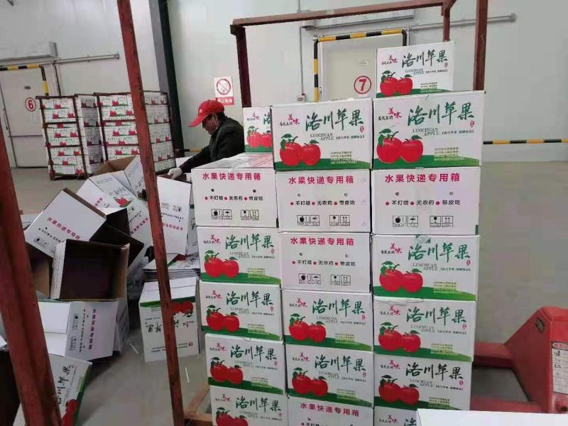 陕西纸袋红富士苹果批发，纸袋红富士苹果基地