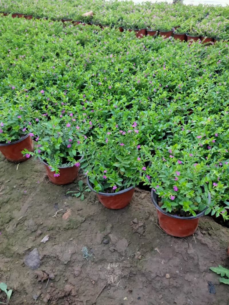 满天星绿化组摆花卉苗木基地直发