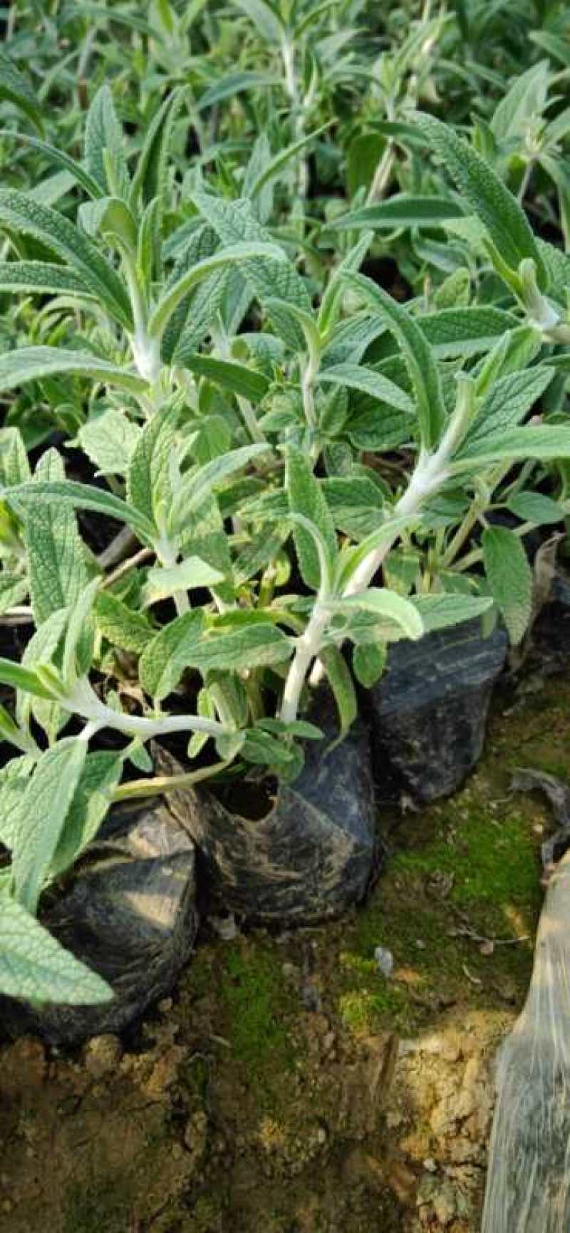 墨西哥鼠尾草绿化苗木基地直发
