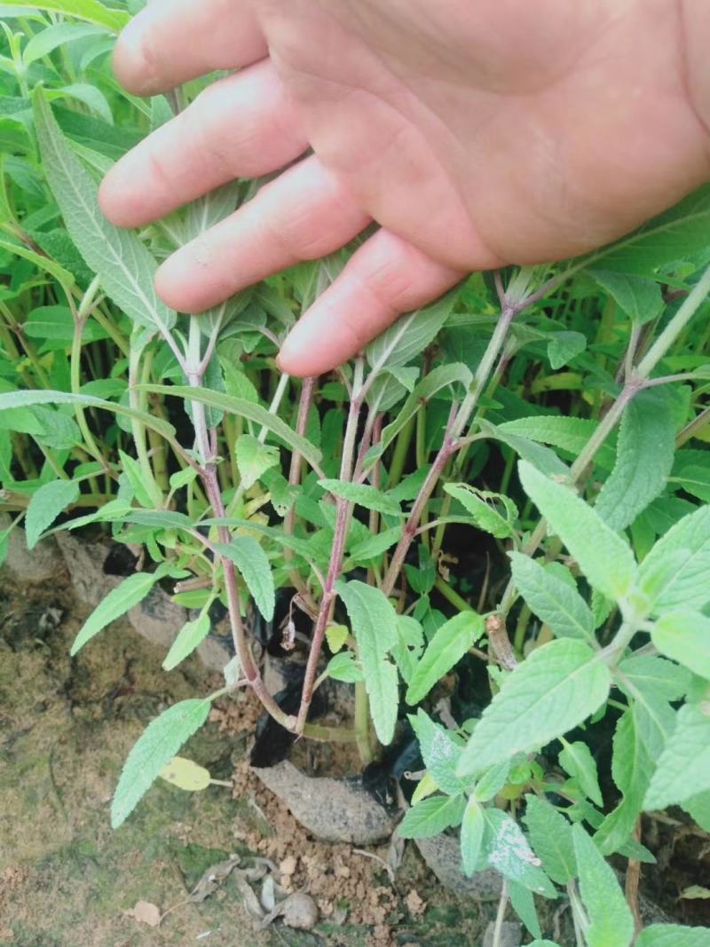 墨西哥鼠尾草绿化苗木基地直发