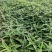 墨西哥鼠尾草绿化苗木基地直发